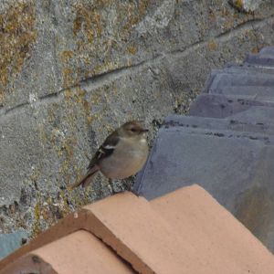 ID, probably obvious