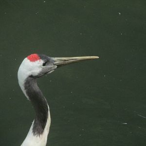 Red Crowned Crane