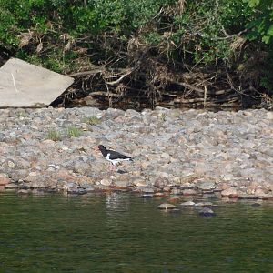 Eurasian oystercatcher