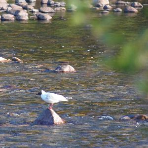 Black-headed gull
