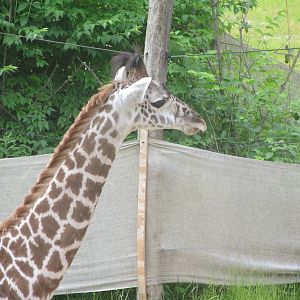 Maasai Giraffe