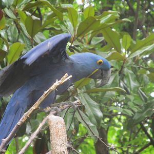 Hyacinth Macaw