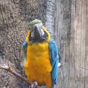 Blue and Gold Macaw