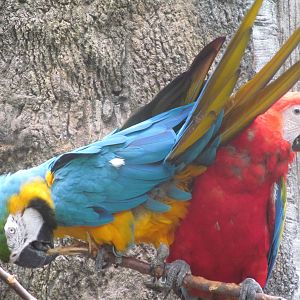 Blue and Gold Macaw and Scarlet Macaw