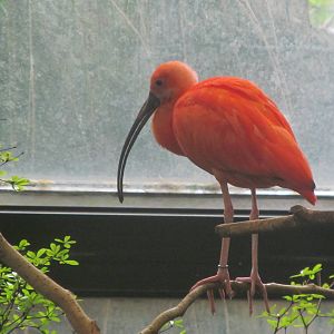 Scarlet Ibis