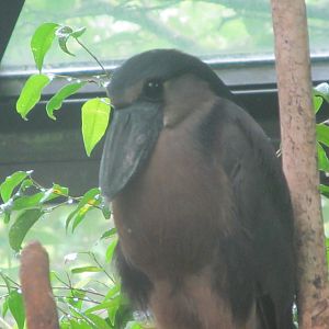 Boat-billed Heron