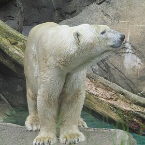 Polar Bear