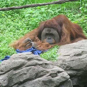 Sumatran Orangutan