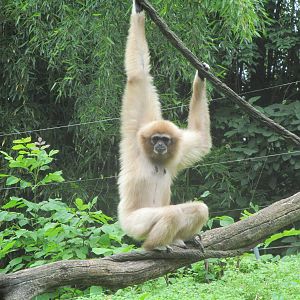 White-Handed Gibbon