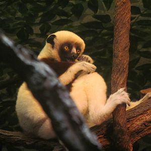 Coquerel's Sifaka