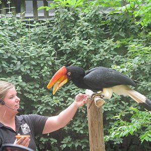 Rhinoceros Hornbill