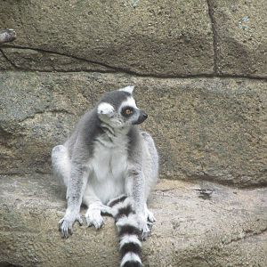 Ring-tailed Lemur