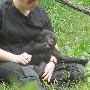 Gladys - Lowland Gorilla