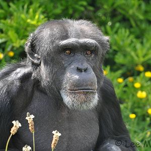 Dylan the Chimpanzee Chester June 2013