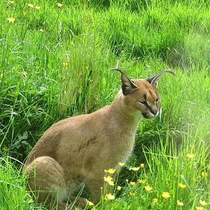 Caracal 300513