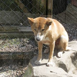 New Guinea Singing Dog 300513