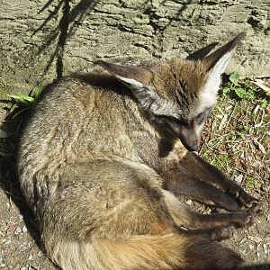 Bat-eared Fox 300513