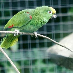 50th Anniversary 18th May 2013