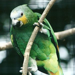 50th Anniversary 18th May 2013