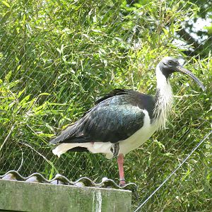 Straw-necked Ibis 300513