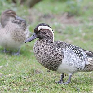 Garganey (Anas querquedula)