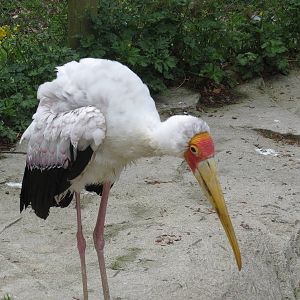 Yellow-billed Stork 300513