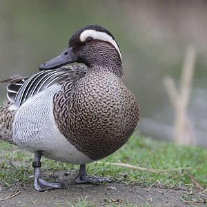 Garganey (Anas querquedula)