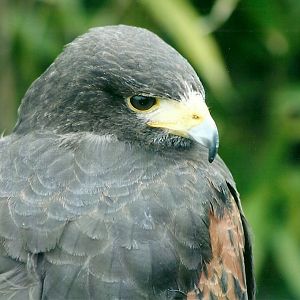 50th Anniversary 18th May 2013