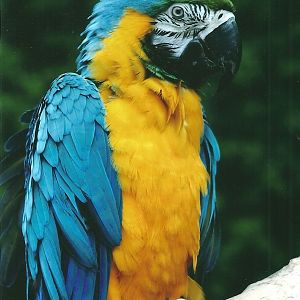 50th Anniversary 18th May 2013