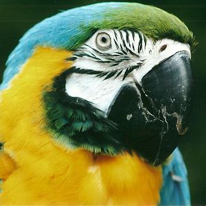 50th Anniversary 18th May 2013