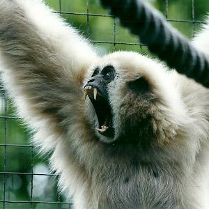 50th Anniversary 18th May 2013