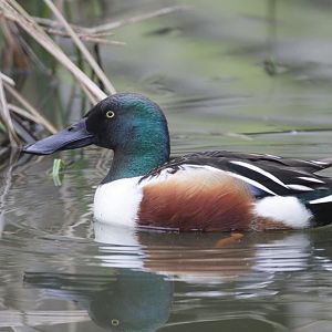 Northern Shoveler (Anas clypeata)