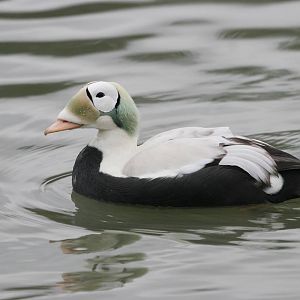 Spectacled Eider (Somateria fischeri)