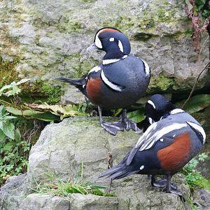 Harlequin Ducks (Histrionicus histrionicus)