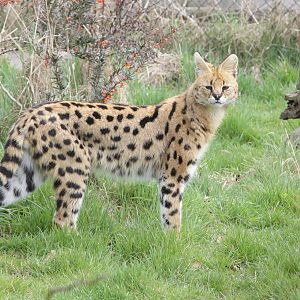 Serval