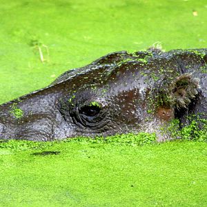 Pygmy hippopotamus; Whipsnade; 8th June 2013