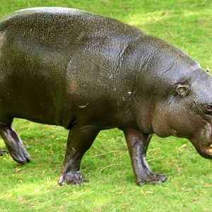 Pygmy hippopotamus; Whipsnade; 8th June 2013