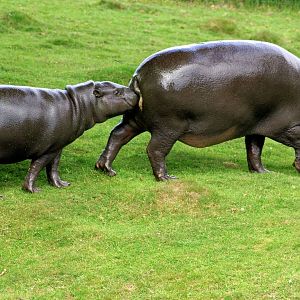 Pygmy hippopotamus; Whipsnade; 8th June 2013