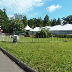Temporary Dromedary Camel Exhibit