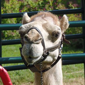 Dromedary Camel