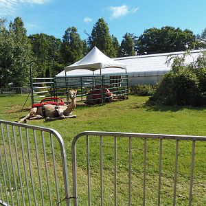 Temporary Dromedary Camel Exhibit