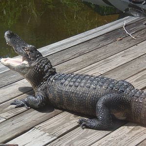 Alligator Alley- Basking Alligator