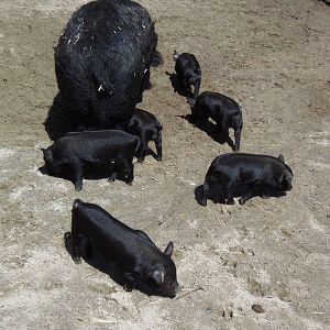 New England Farmyard- Guinea Hog Piglets