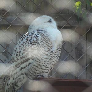 New England Farmyard- Snowy Owl