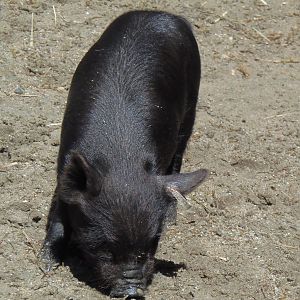 New England Farmyard- Guinea Hog Piglet