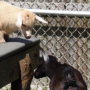 New England Farmyard- Goat Sisters