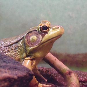 New England Farmyard- Green Frog