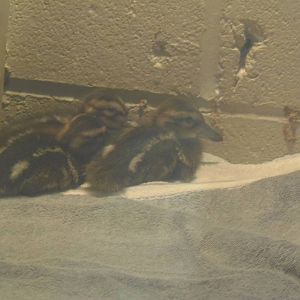 New England Farmyard- New Ducklings