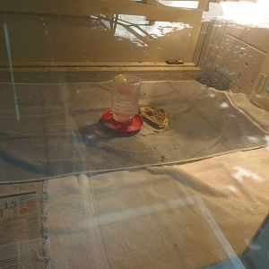 New England Farmyard- Duckling Exhibit