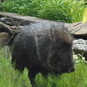 Chacoan Peccary Walking Around